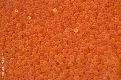 Artificially fertilized chum salmon eggs. photo