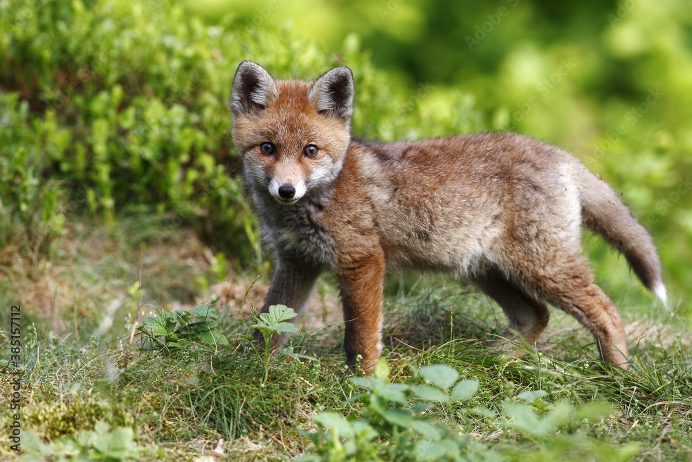 Red fox (Vulpes vulpes), watchful cub standing in a meadow Red fox (Vulpes vulpes), watchful cub standing in a meadow