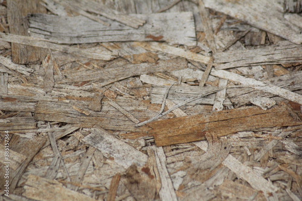 logs in the wood logs in the wood