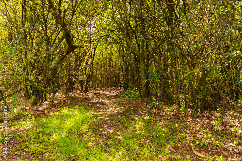 beautiful natural park in Montevideo with lots of native vegetation for walks and recreation
beautiful natural park in Montevideo with lots of native vegetation for walks and recreation