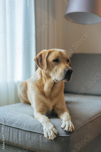 labrador dog on a couch