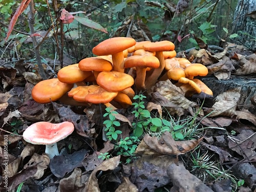 Omphalotus olearius mushrooms in the woods with a single red capped mushroom