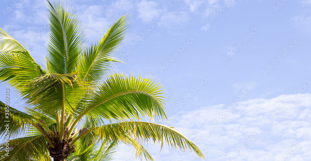 Coconut palm trees, beautiful tropical with sky and clouds.