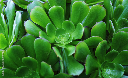 Aeonium succulent foliage photo