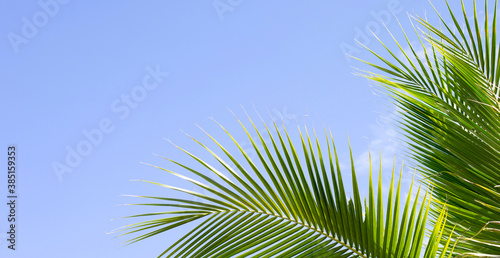 Coconut palm trees  beautiful tropical with sky and clouds.