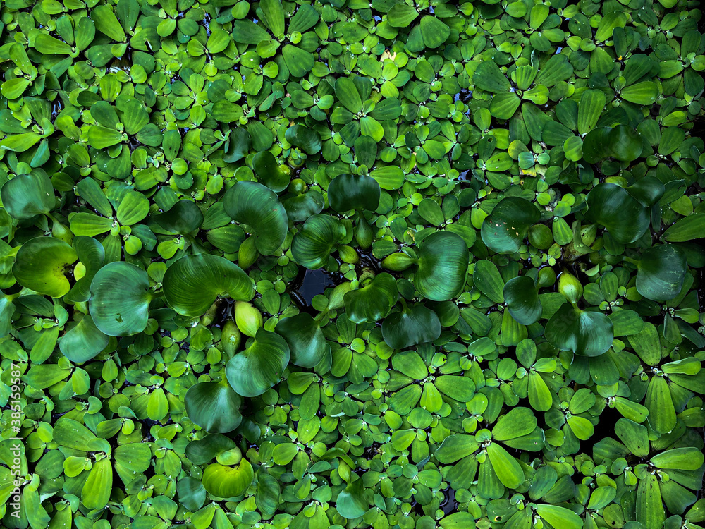 Green leaf texture. Leaf texture for background Green leaf texture. Leaf texture for background