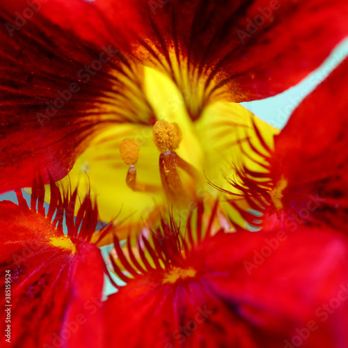 Nasturtium flower macro