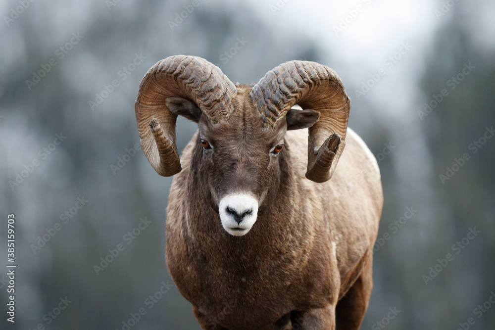 Bighorn Sheep