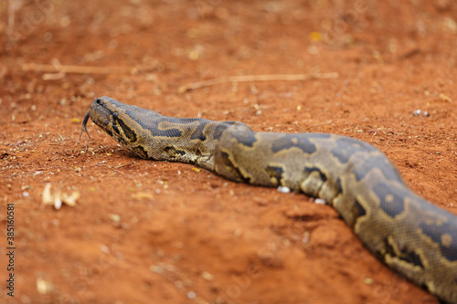 African Rock Python photo