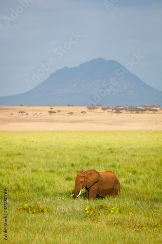 African Elephant photo