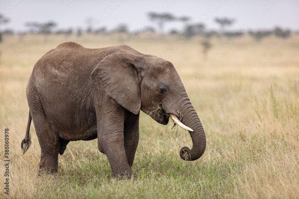 African Elephant African Elephant