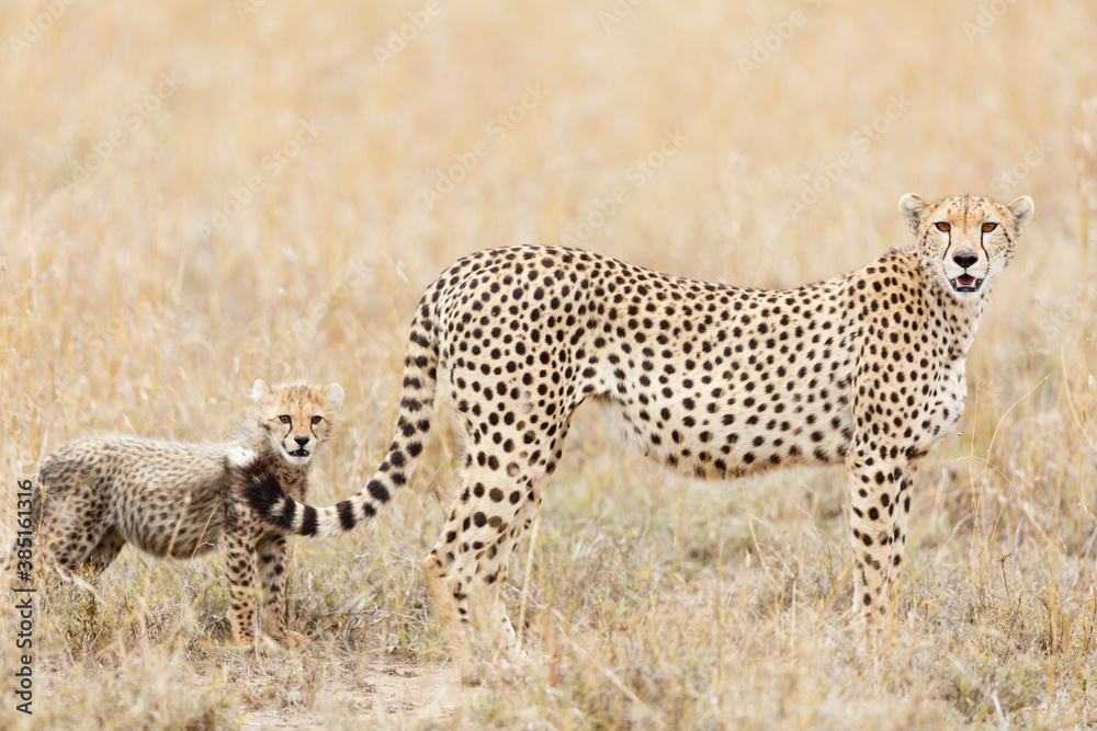 Cheetah
