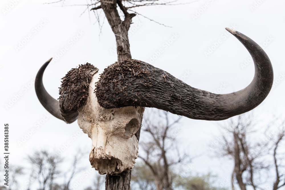 Cape Buffalo Skull Stock Photo | Adobe Stock