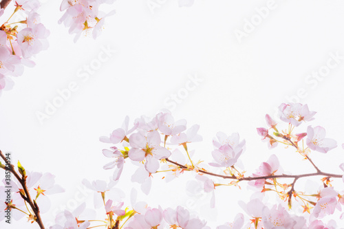 Pink Cherry Blossoms photo