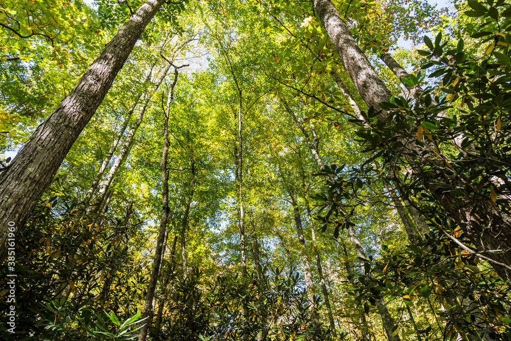 Fototapeta premium green leaves in the forest