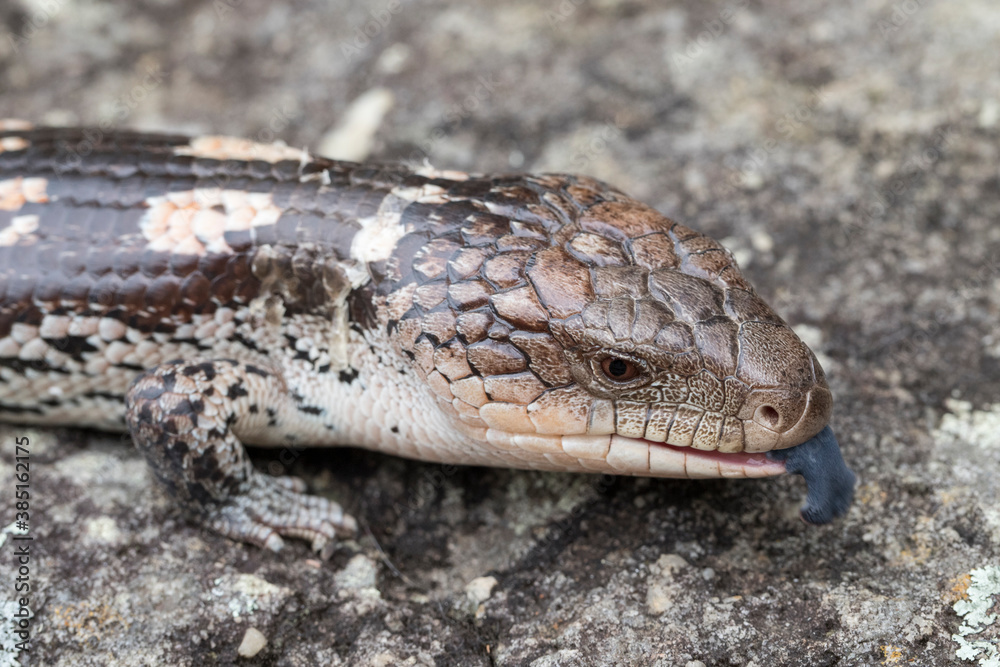 Fototapeta premium Blotched Blue-tongue Lizard flickering it's tongue