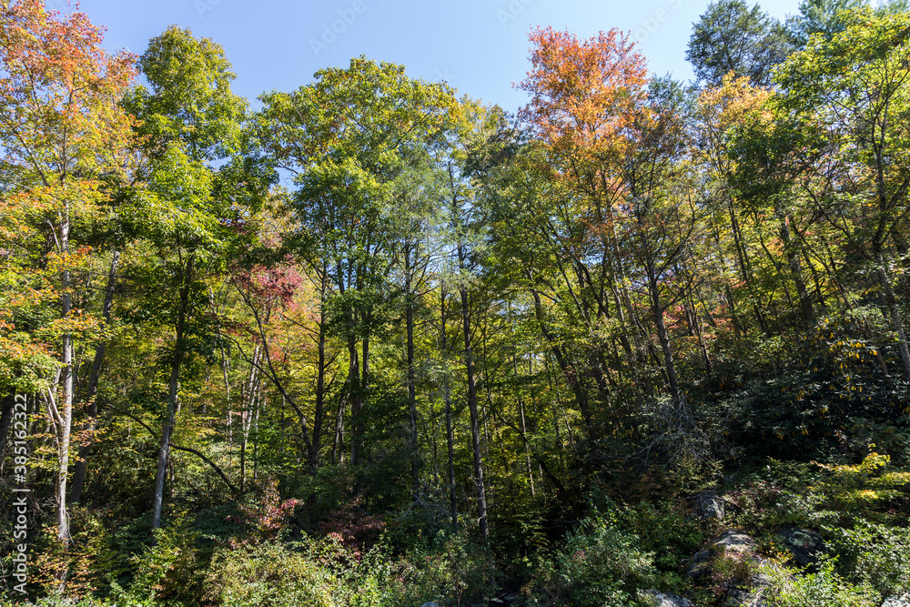 trees in autumn, Elk River Falls, NC, trees in autumn, Elk River Falls, NC,