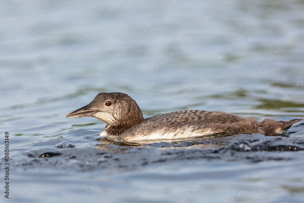Common Loon Chick Common Loon Chick