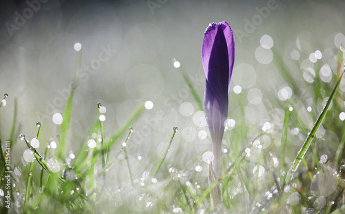 Dew drops bokeh in early spring lawn photo