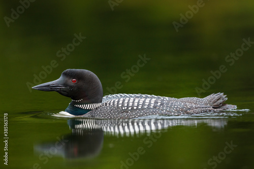 Common Loon photo