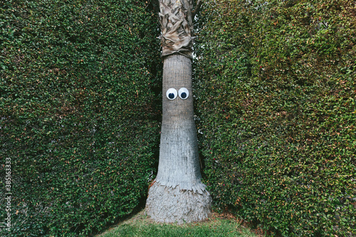 Goggly Eyes On A Palm Tree photo