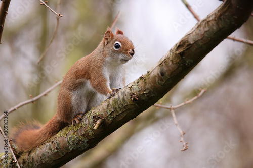 American red squirrel in a tree photo