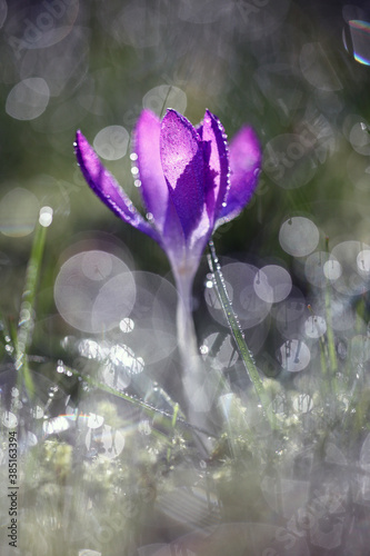 Dew drops bokeh in early spring lawn