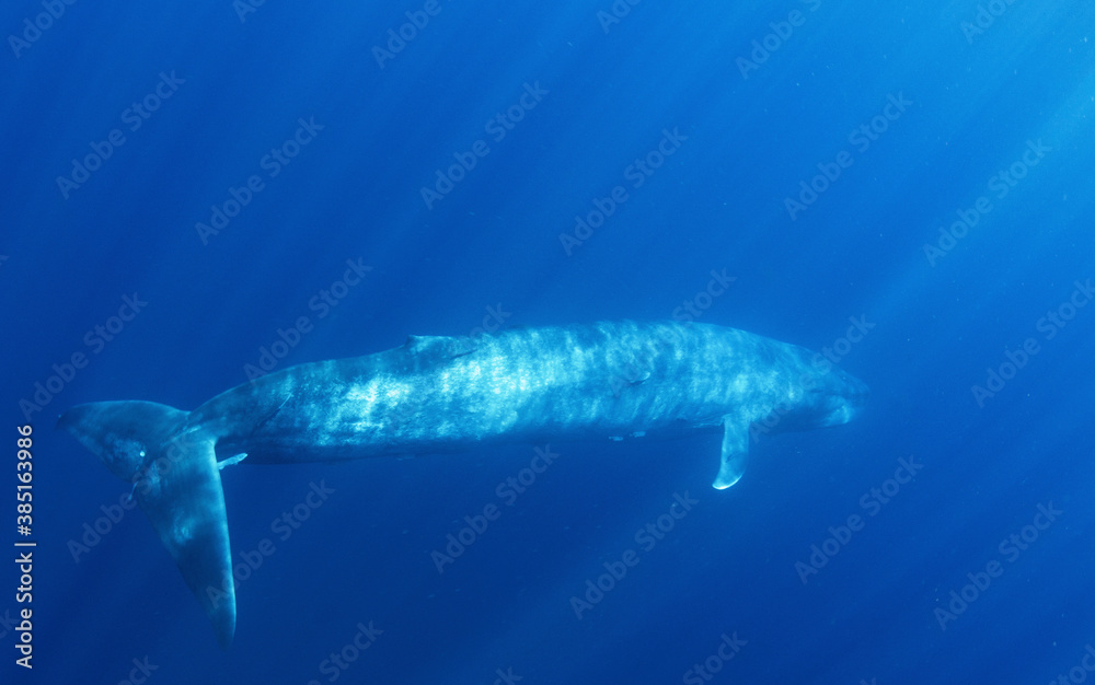 Blue Whale, World's Largest Animal Blue Whale, World's Largest Animal