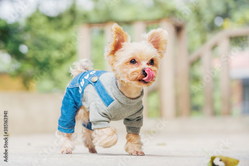 pet dog outdoor in city