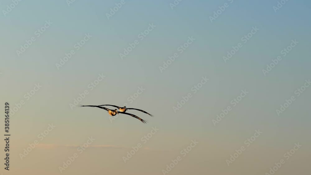 Beautiful Slow Motion clip of two Brown Pelicans, Pelecanus occidentalis, soaring under a clear evening sky in Port Aransas, Texas.