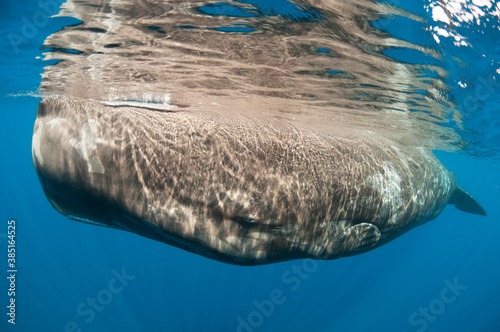 Sperm Whale Head