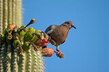 White-winged Dove (Zenaida asiatica) eating Saguaro Cactus fruit