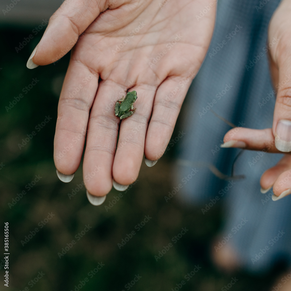 Small Tree Frog held in woman's hand on a farm near Portland Oregon Small Tree Frog held in woman's hand on a farm near Portland Oregon