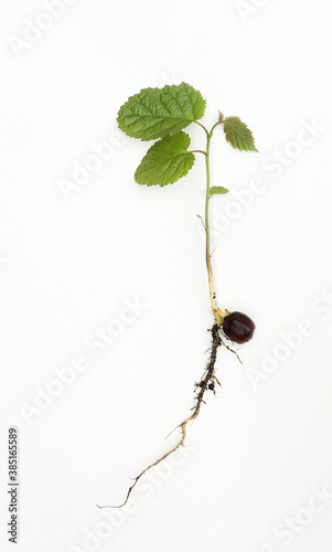 Hazelnut seedling photo