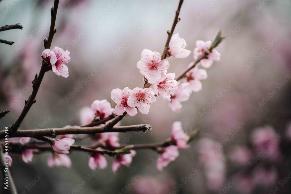 Photos I captured during the peak of spring. Photos I captured during the peak of spring.