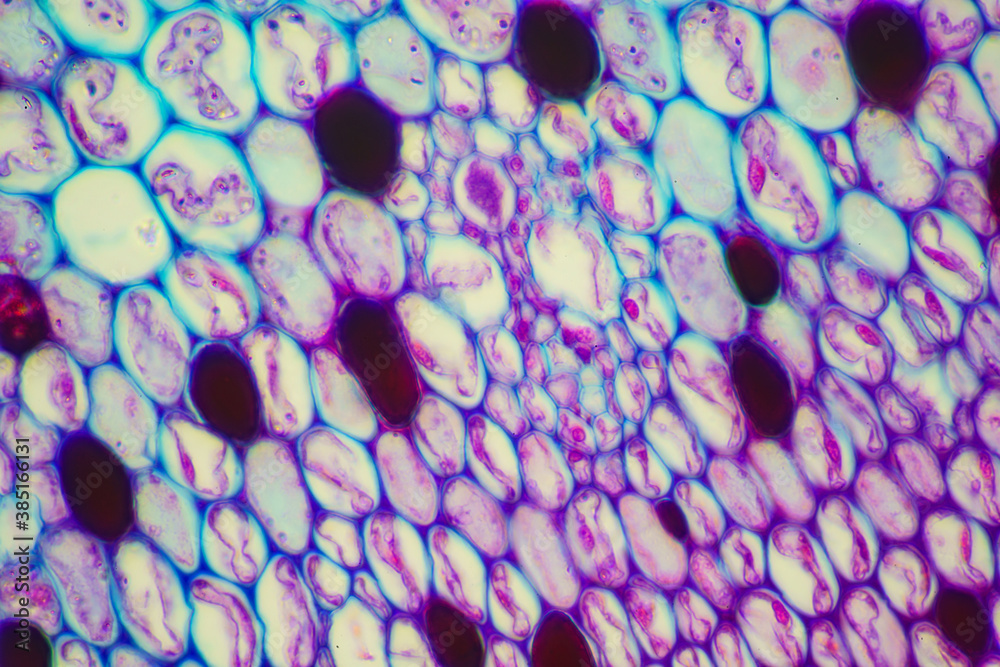 plant cells of lotus stem Stock Photo Adobe Stock