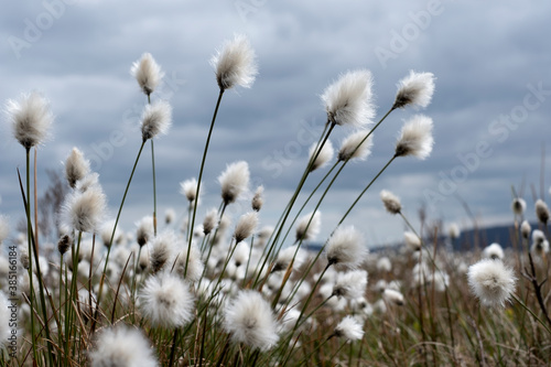 Cottongrass photo