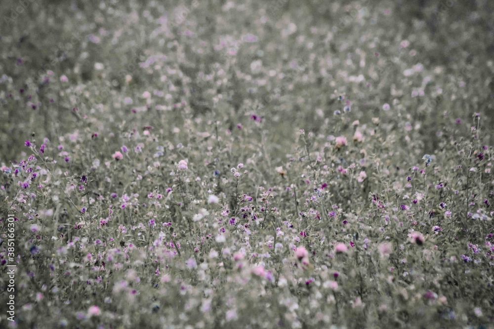 Photos I captured during the peak of spring. 