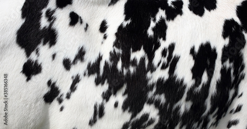 Speckled hide on a Holstein cow
