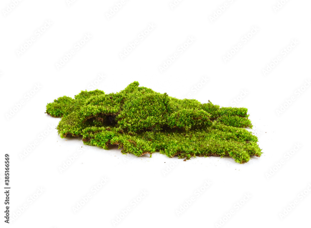Green moss isolated on a white background close-up. Green moss isolated on a white background close-up.