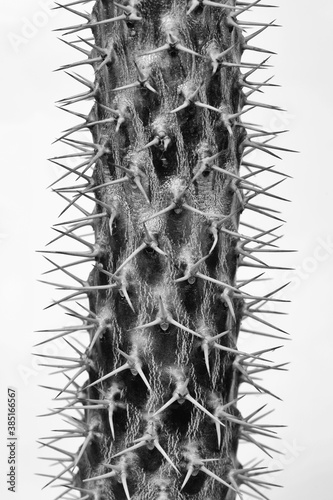 pachypodium palm in b&w