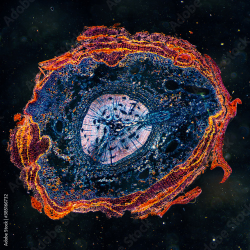 micrograph plant cells of pine stem