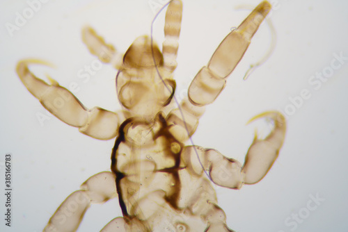 human flea Pediculus humanus bug photo