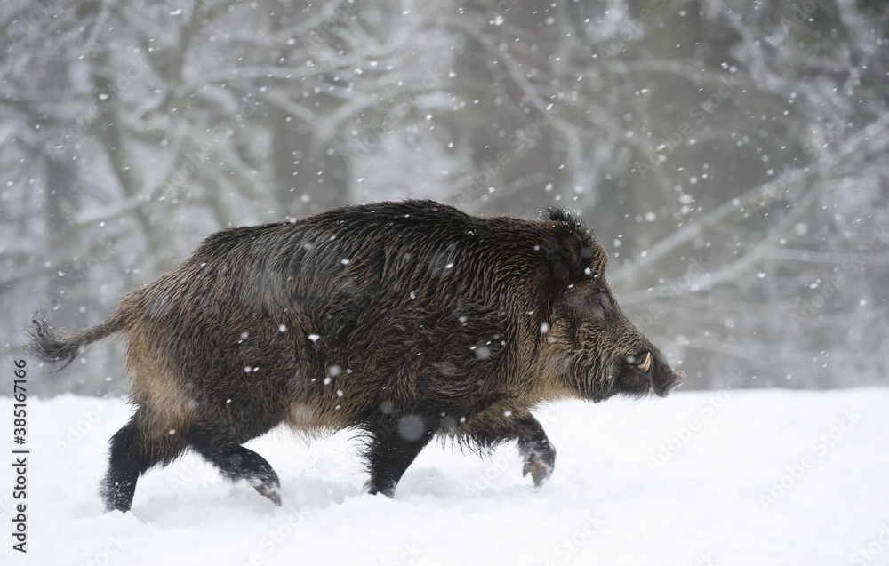 Wild boar (Sus scrofa) in the snow Wild boar (Sus scrofa) in the snow