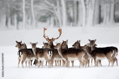 Fallow Deer (Dama dama), buck with does in winter, North Rhine-Westphalia, Germany, Europe photo