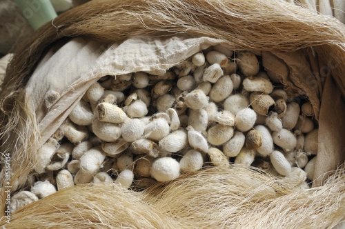 Silk production, sack, bag full of silkworm cocoons, Silk Road, Fergana Valley, Uzbekistan, Central Asia, Asia photo