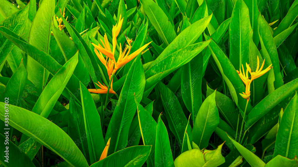 Obraz premium Canna plant background