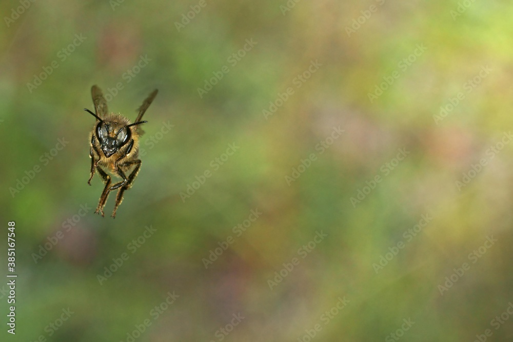 Honey bee (Apis mellifera) flying Honey bee (Apis mellifera) flying