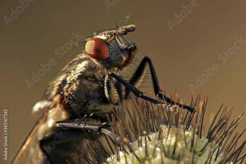 Fotografie Blowfly (Polenia spec.)