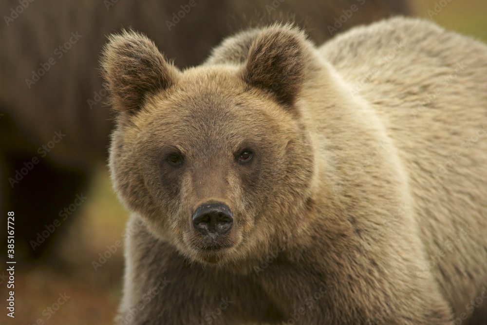 Brown bear (Ursus arctos), Finland, Europe Brown bear (Ursus arctos), Finland, Europe